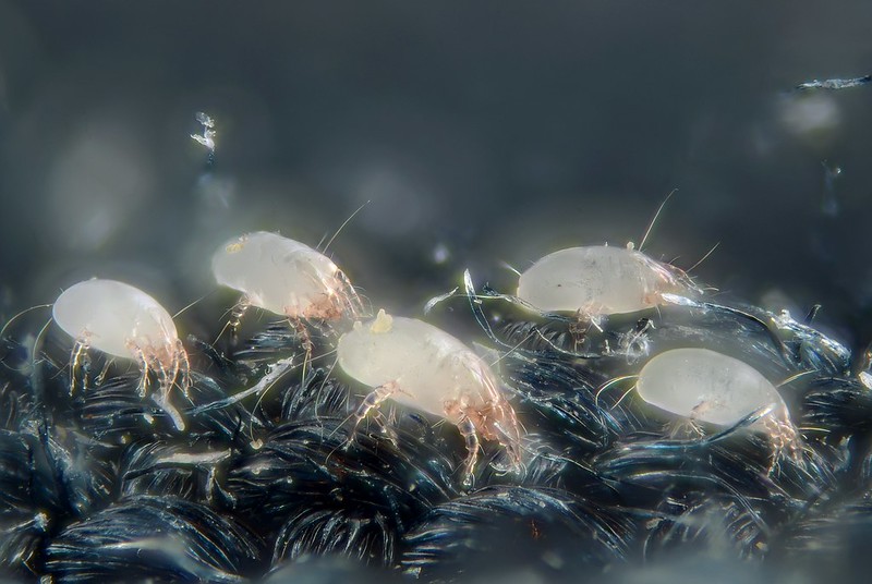 Microscopic view of dust mites